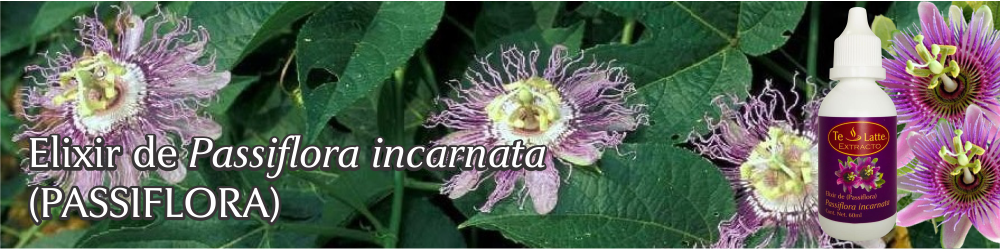 Te Latte CaféElixir de Passiflora incarnata (PASSIFLORA)